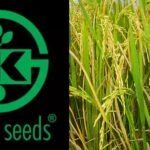 is kaveri seeds overvalued