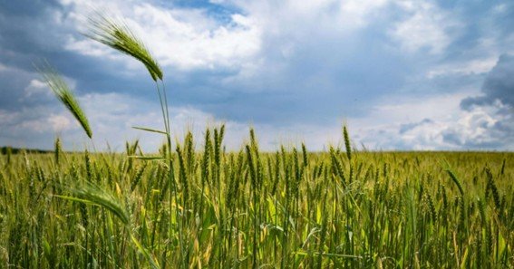 chambal fertilisers vs RCF